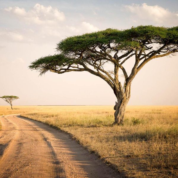 paesaggio-del-parco-nazionale-serengeti-tomodachi-tours-safaris-tanzania-africa